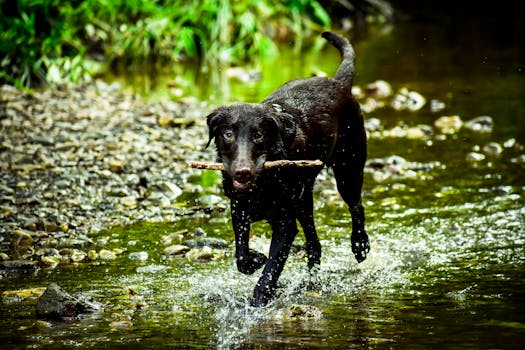 dog playing fetch happily